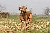 RODESIAN RIDGEBACK 028